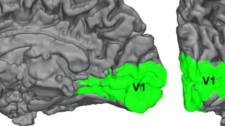 Algumas pessoas cegas ainda podem ver, e seus cérebros podem ajudar a explicar a consciência - IBNeuro