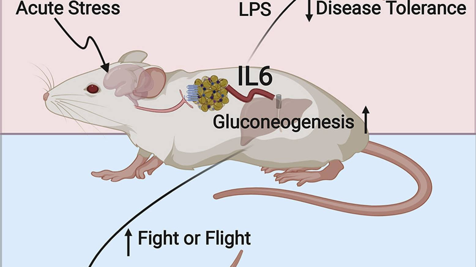 Como o estresse causa alterações metabólicas e reduz a tolerância à doenças - IBNeuro