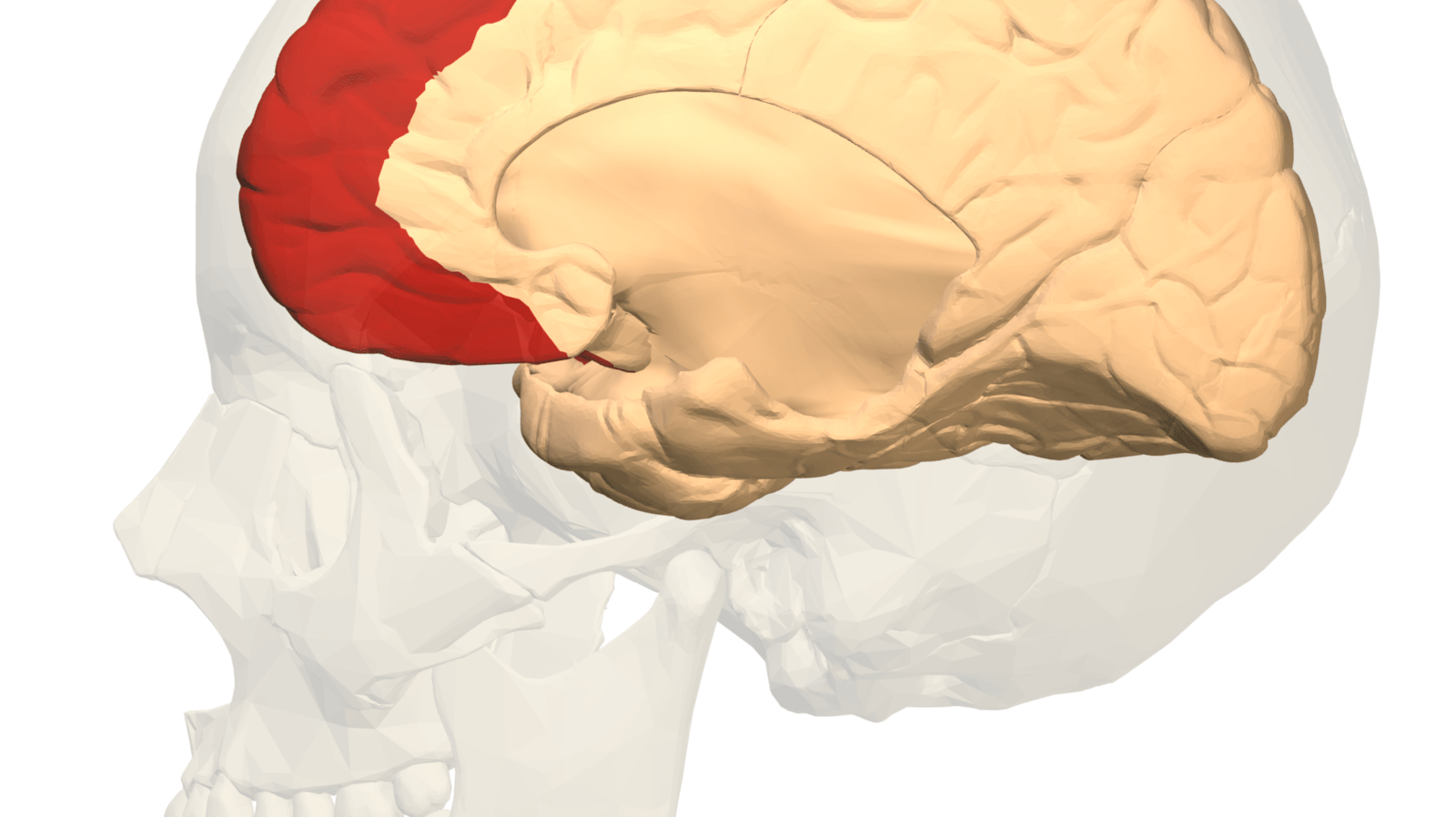 Córtex pré-frontal medial envolvido quando um comportamento continua - IBNeuro