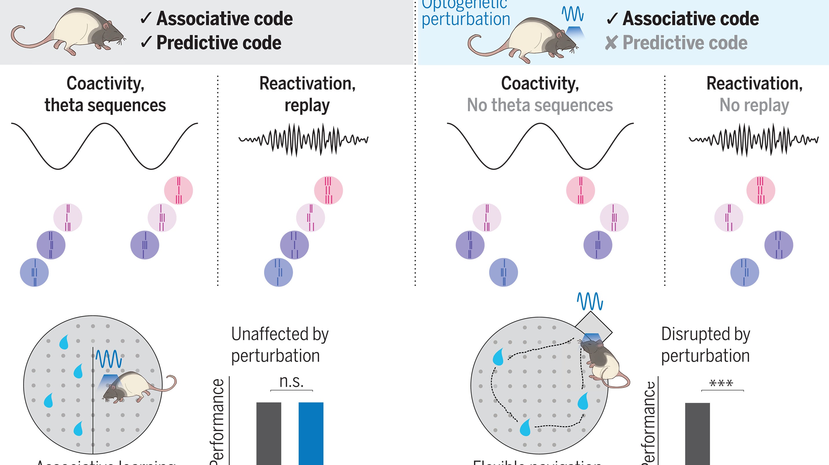 Desvendando os Códigos da Memória no Hipocampo: Implicações para o Tratamento de Demência e Alzheimer
