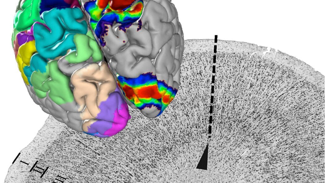 Novo atlas do cérebro humano em 3D - IBNeuro