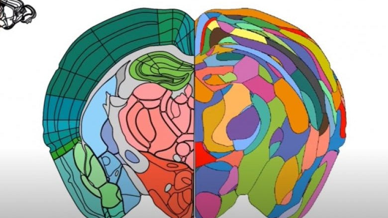 Novo método para mapear áreas do cérebro - IBNeuro
