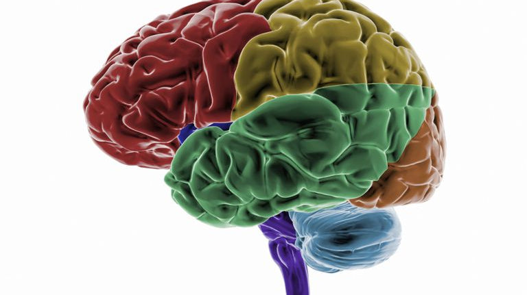 Pesquisadores descobrem que cérebros com mais vitamina D funcionam melhor - IBNeuro