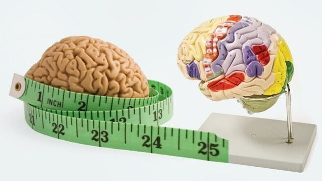 Seu cérebro fica maior se você estiver ansioso e deprimido - IBNeuro