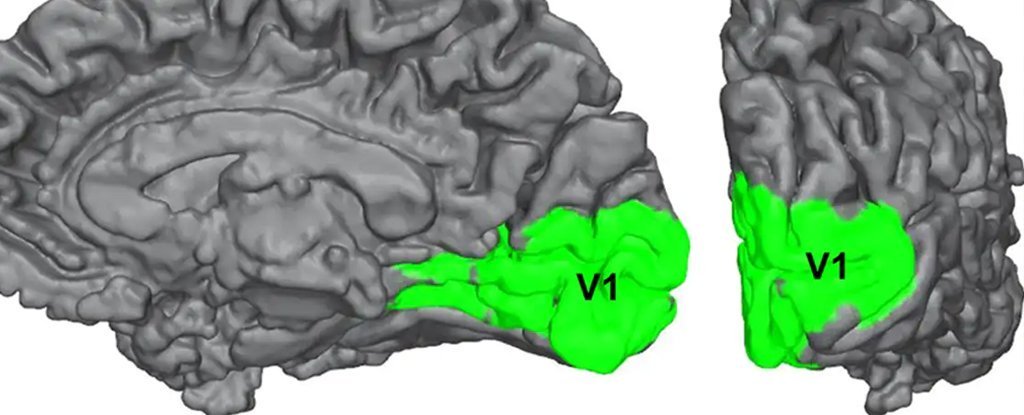 Algumas pessoas cegas ainda podem ver, e seus cérebros podem ajudar a explicar a consciência - IBNeuro