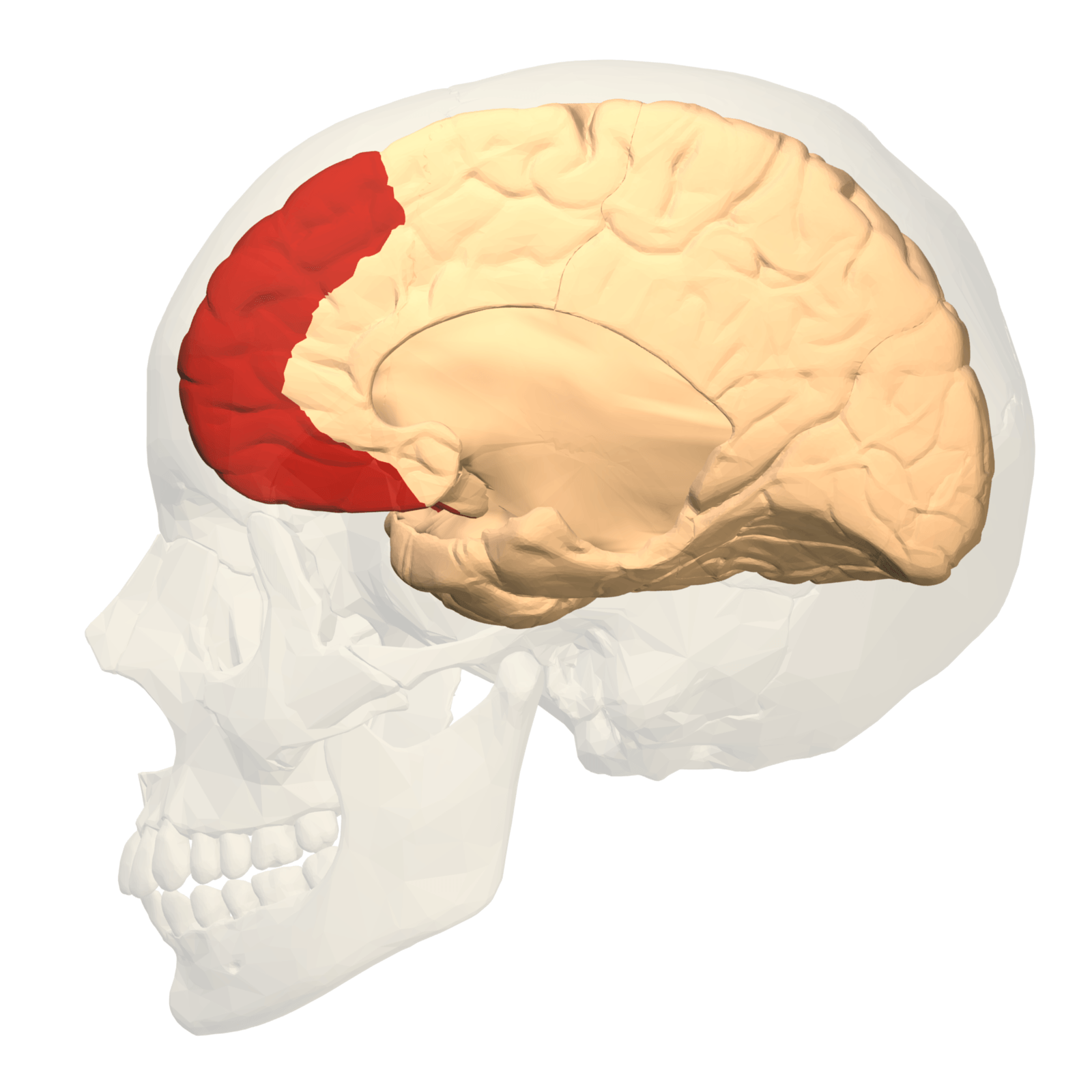 Córtex pré-frontal medial envolvido quando um comportamento continua - IBNeuro