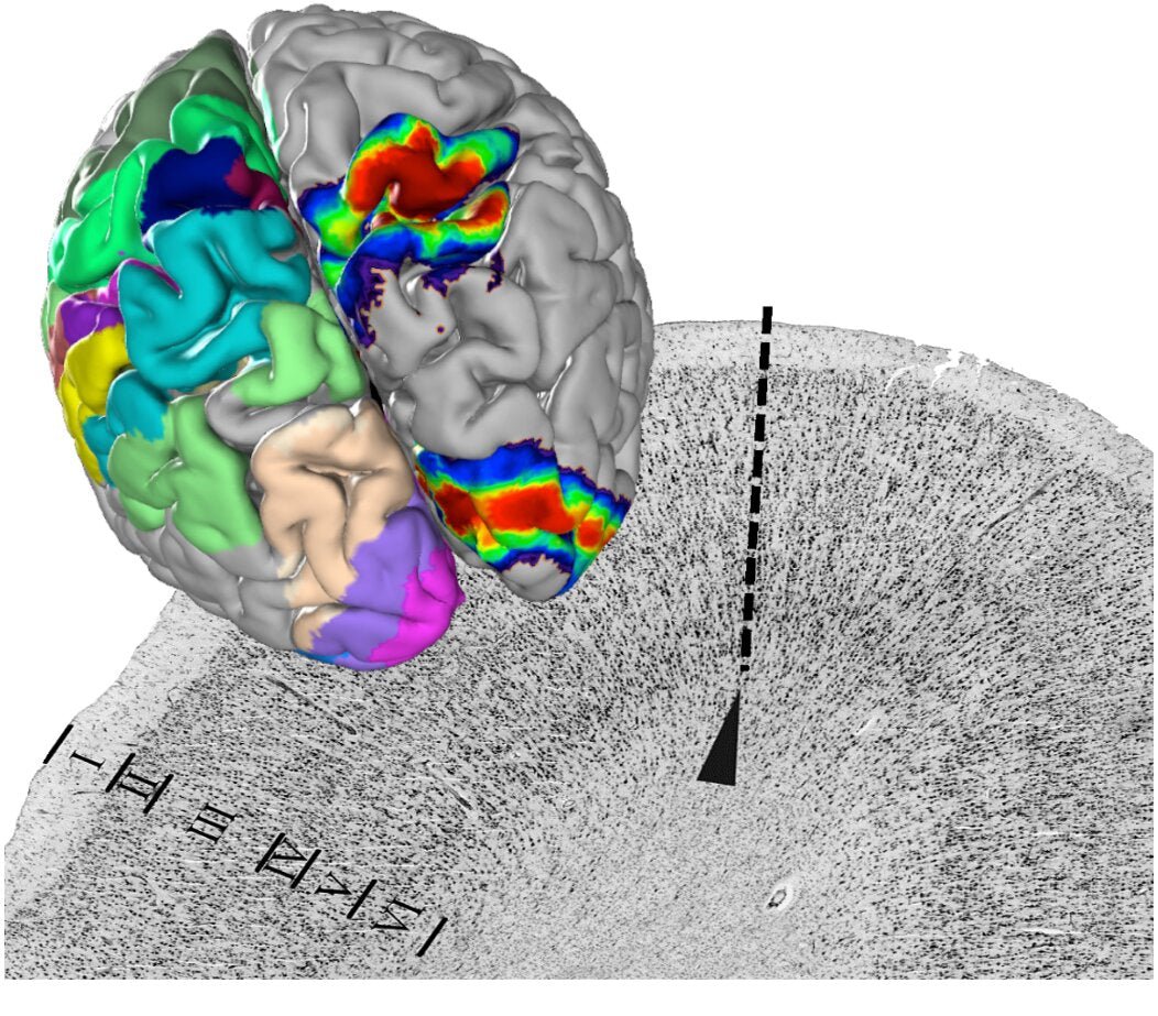 Novo atlas do cérebro humano em 3D - IBNeuro