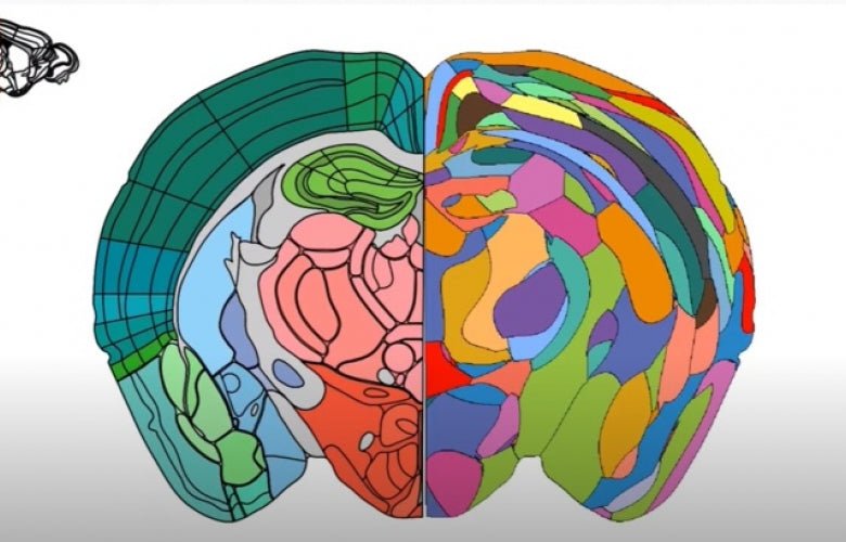 Novo método para mapear áreas do cérebro - IBNeuro